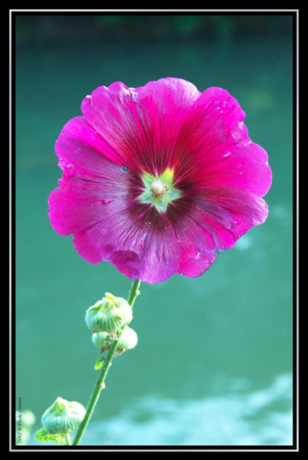Nature - Photographie macro d'une fleur