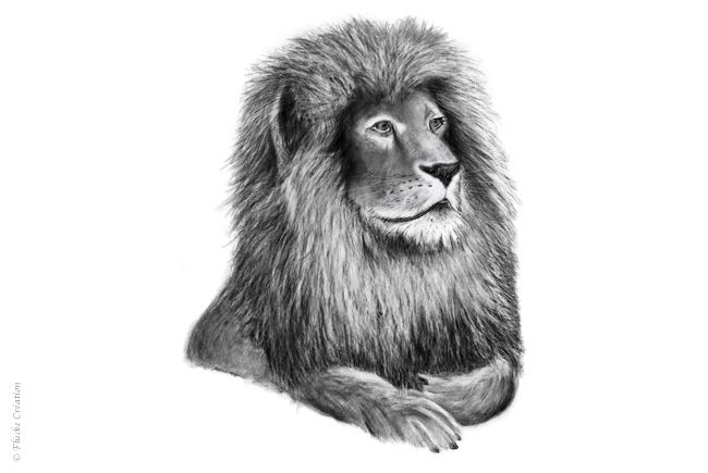 Illustration - Dessin photo réaliste au fusain d'un lion