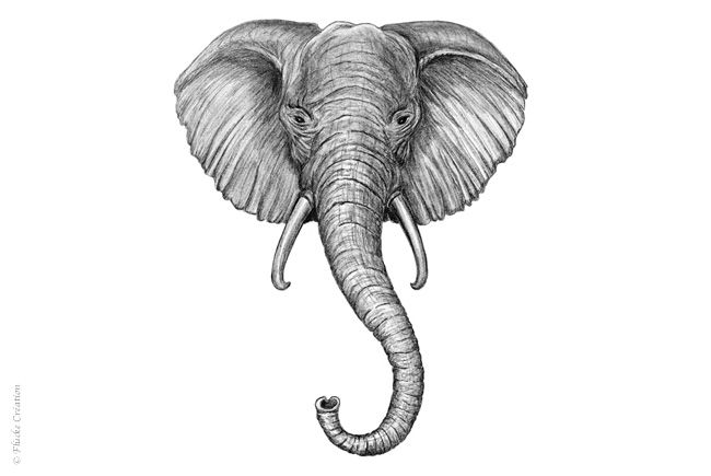 IIllustration - Dessin photo réaliste au fusain d'une tête d'éléphant