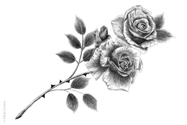 Illustration - Dessin photo réaliste au fusain d'un tige de rosier avec ces fleurs
