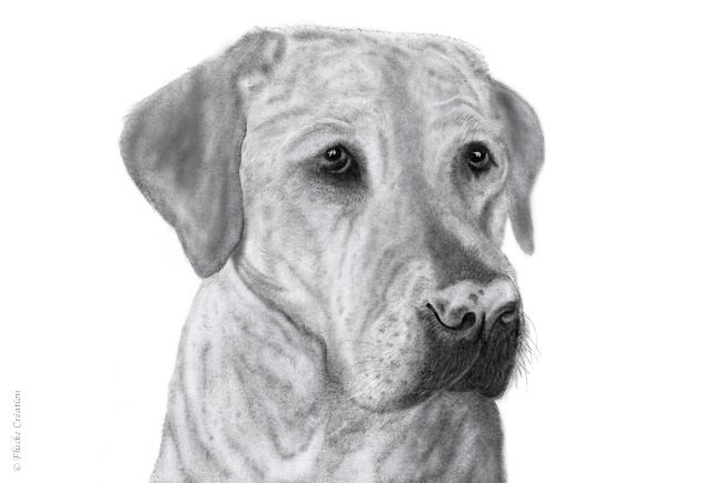 Illustration - Dessin photo réaliste au fusain d'un portrait de Labrador