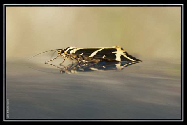 Nature - Photographie macro d'un papillon posé sur une carrosserie de voiture, donnant l'impression qu'il flotte sur l'eau