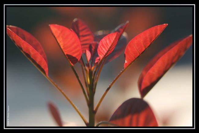 Nature - Photographie en plan rapproché de feuilles d'arbuste dont les rayons du soleil leur donnent un aspect de feu rougeâtre